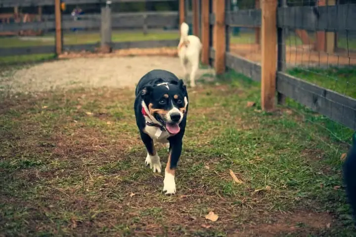 fenced private dog park rental