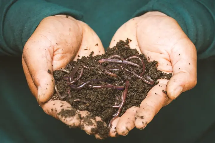 earthworm composting farm