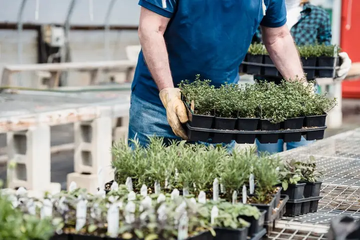greenhouse growing herbs
